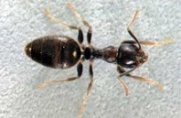 White-footed House Ant