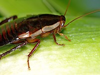 Gisborne Cockroach